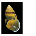 Amphidromus perversus by Anonymous