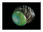 Asperitas polymorpha by Anonymous