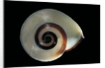 Chloraea sirena by Anonymous