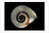 Chloraea sirena by Anonymous