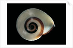 Chloraea sirena by Anonymous