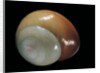 Elaphroconcha conchlostyloides by Anonymous