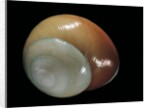 Elaphroconcha conchlostyloides by Anonymous