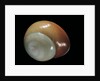 Elaphroconcha conchlostyloides by Anonymous