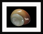 Elaphroconcha conchlostyloides by Anonymous