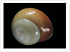 Elaphroconcha conchlostyloides by Anonymous