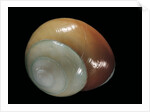 Elaphroconcha conchlostyloides by Anonymous