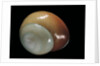 Elaphroconcha conchlostyloides by Anonymous