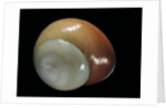 Elaphroconcha conchlostyloides by Anonymous