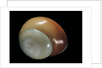 Elaphroconcha conchlostyloides by Anonymous