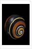 Polymita picta nigrolimbata by Anonymous