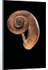Rhiostoma housei by Anonymous