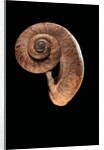 Rhiostoma housei by Anonymous