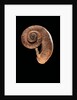 Rhiostoma housei by Anonymous