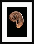Rhiostoma housei by Anonymous