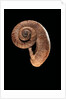 Rhiostoma housei by Anonymous