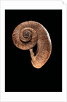 Rhiostoma housei by Anonymous
