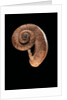 Rhiostoma housei by Anonymous