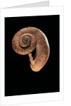 Rhiostoma housei by Anonymous