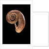 Rhiostoma housei by Anonymous