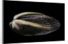 Arca navicularis by Anonymous