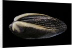 Arca navicularis by Anonymous
