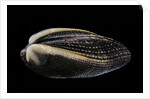 Arca navicularis by Anonymous