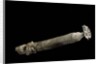 Brechites penis by Anonymous