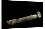 Brechites penis by Anonymous