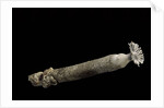 Brechites penis by Anonymous