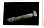 Brechites penis by Anonymous