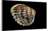 Cardita bicolor by Anonymous