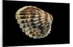 Cardita bicolor by Anonymous
