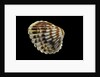 Cardita bicolor by Anonymous