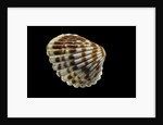 Cardita bicolor by Anonymous