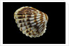 Cardita bicolor by Anonymous