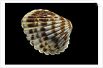 Cardita bicolor by Anonymous