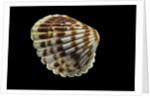 Cardita bicolor by Anonymous