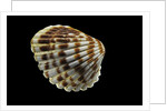 Cardita bicolor by Anonymous