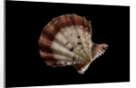 Chlamys rastellum by Anonymous