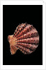Chlamys rastellum by Anonymous