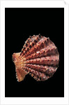 Chlamys rastellum by Anonymous