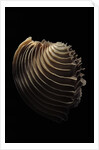 Circomphalus foliaceolamellosa by Anonymous