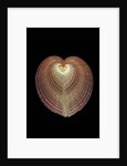 Corculum cardissa by Anonymous