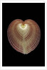 Corculum cardissa by Anonymous