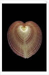 Corculum cardissa by Anonymous
