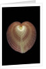 Corculum cardissa by Anonymous
