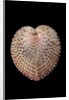 Corculum laevigatum by Anonymous