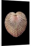 Corculum laevigatum by Anonymous