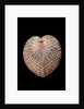 Corculum laevigatum by Anonymous